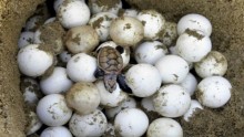 سرقة بيض السلاحف من محمية طبيعية